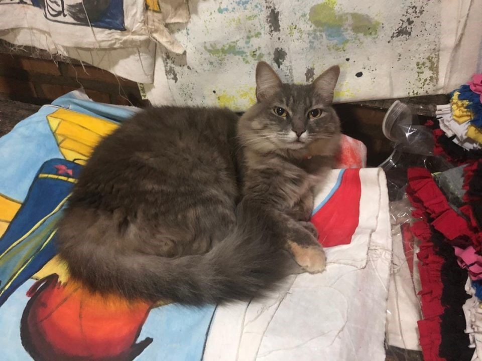 gata1