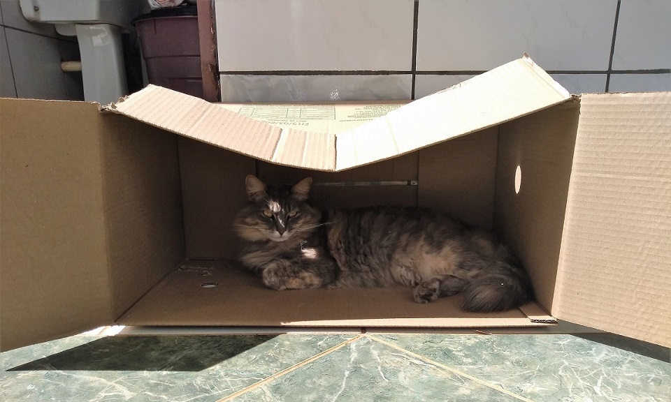 gata 2