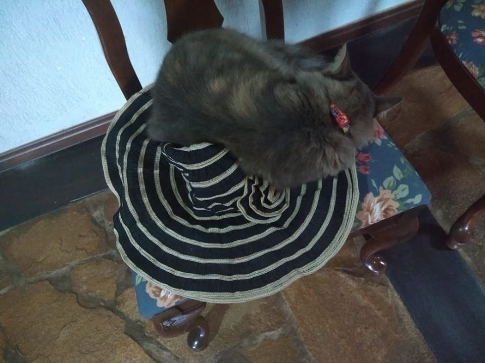 gata 3