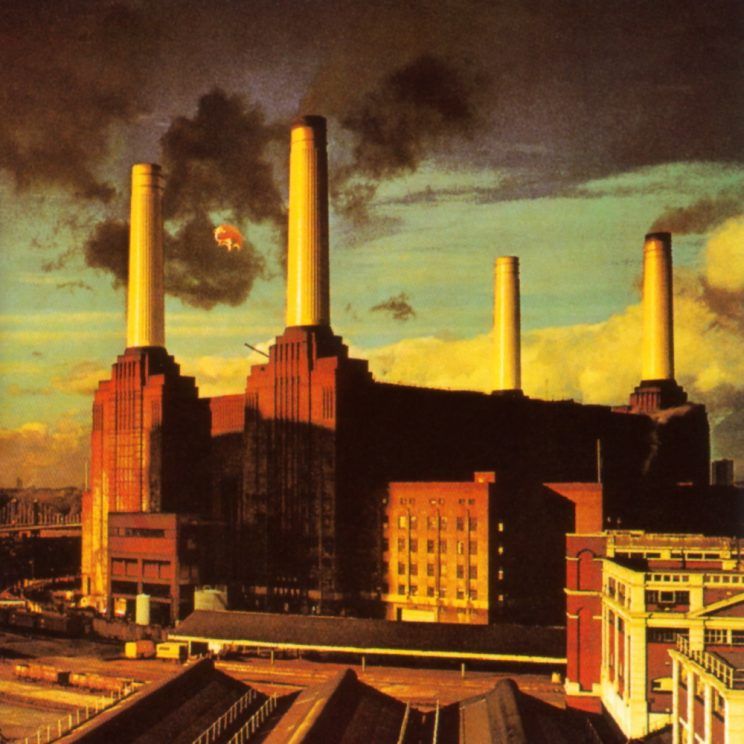 animals